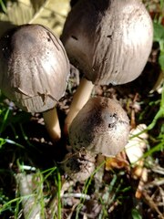 Coprinopsis atramentaria