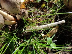 Coprinopsis atramentaria