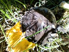 Coprinopsis atramentaria