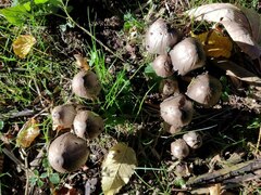 Coprinopsis atramentaria