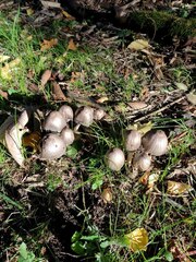 Coprinopsis atramentaria