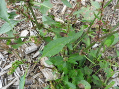 Rumex conglomeratus