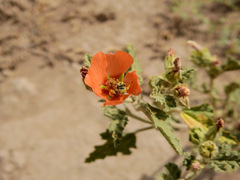 Sphaeralcea miniata