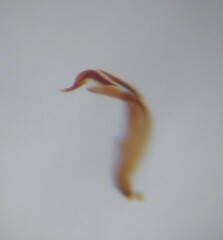 Campylomma simillima