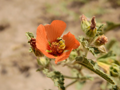 Sphaeralcea miniata