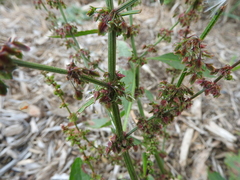 Rumex conglomeratus