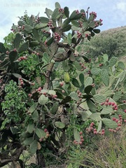 Opuntia inaperta