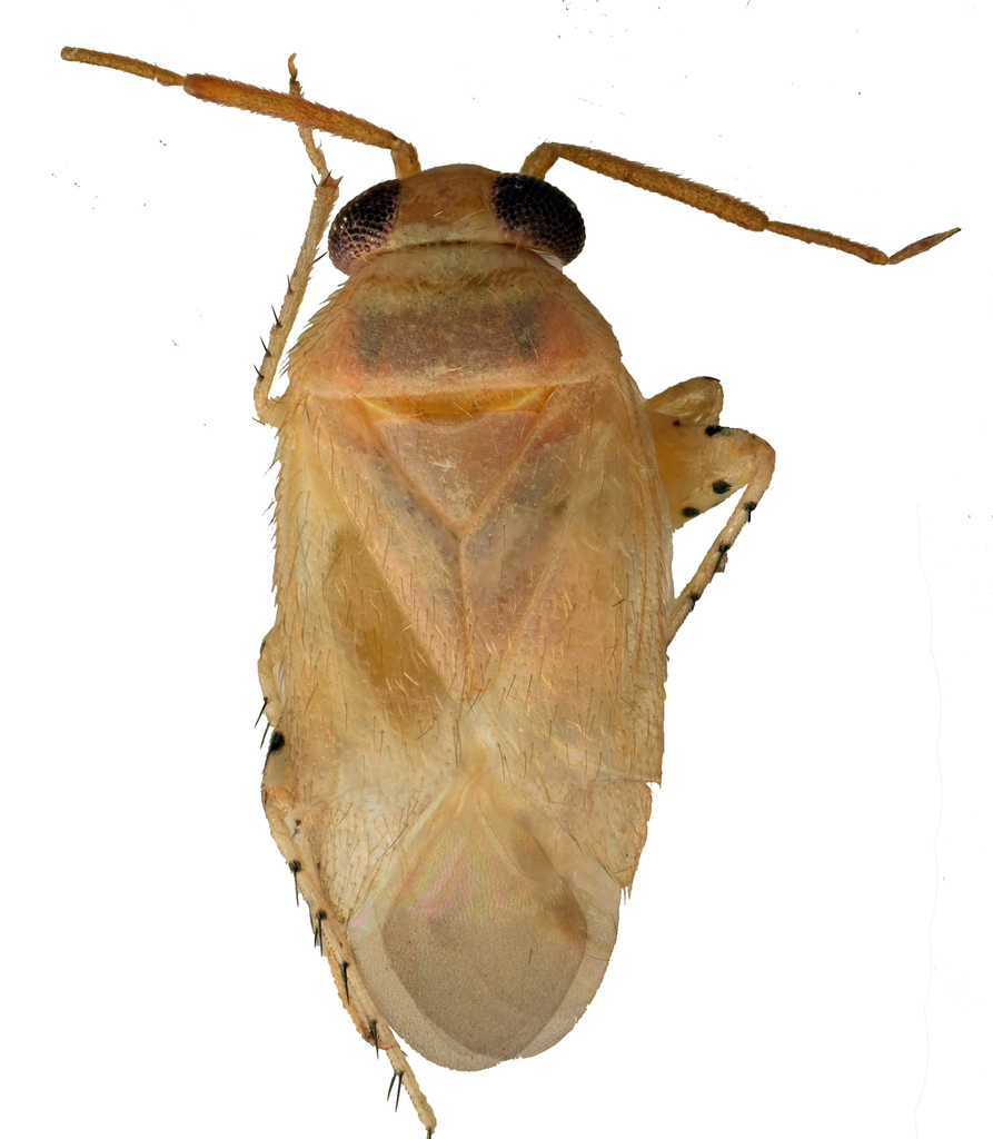 Campylomma unicolor