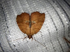 Macrochthonia fervens