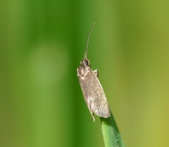 Leistomorpha brontoscopa