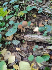 Micacei