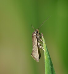 Leistomorpha brontoscopa