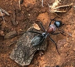Myrmophyma