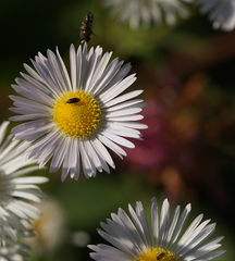 Anthocoridae