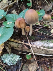 Micacei