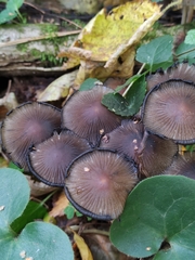 Micacei