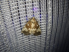 Dysmilichia gemella