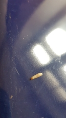 Plodia interpunctella