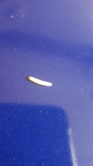 Plodia interpunctella