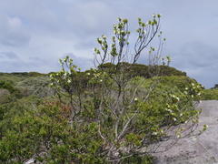 Anthocercis viscosa