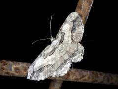 Menophra senilis