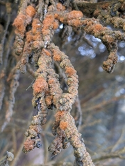 Trentepohlia aurea