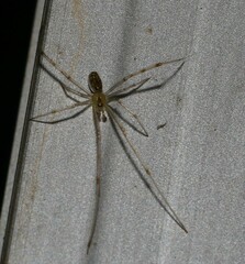 Thwaitesia nigronodosa