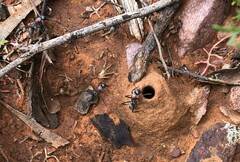 Myrmophyma