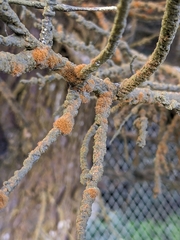 Trentepohlia aurea