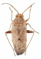 Compsidolon absinthii