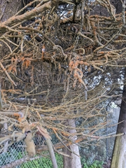 Trentepohlia aurea