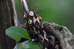 Sephina vinula