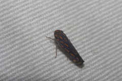 Apogonalia stalii