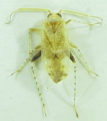 Compsidolon salicellum