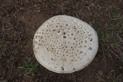 Agaricus urinascens