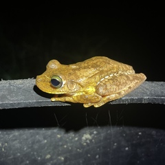 Boana platanera