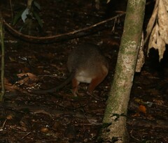 Thylogale stigmatica