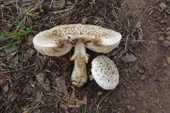 Agaricus urinascens