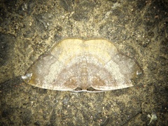 Astygisa chlororphnodes