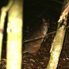 Thylogale stigmatica