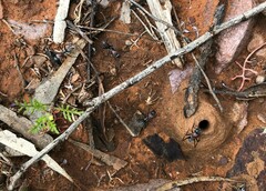 Myrmophyma