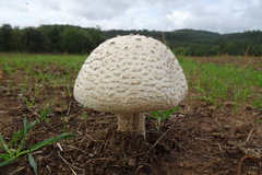 Agaricus urinascens