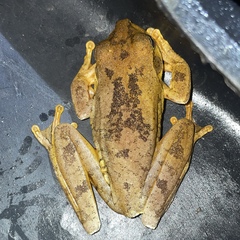 Boana platanera