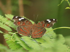 Junonia natalica natalica