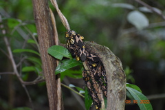 Sephina vinula