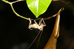 Tettigoniidea
