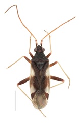 Hallodapus costae