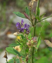 Medicago sativa