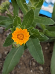 Calendula arvensis