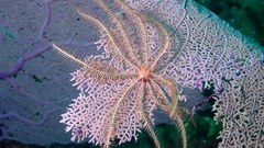 Crinoidea